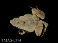 藏品(黑蒙西氏小雨蛙)的圖片